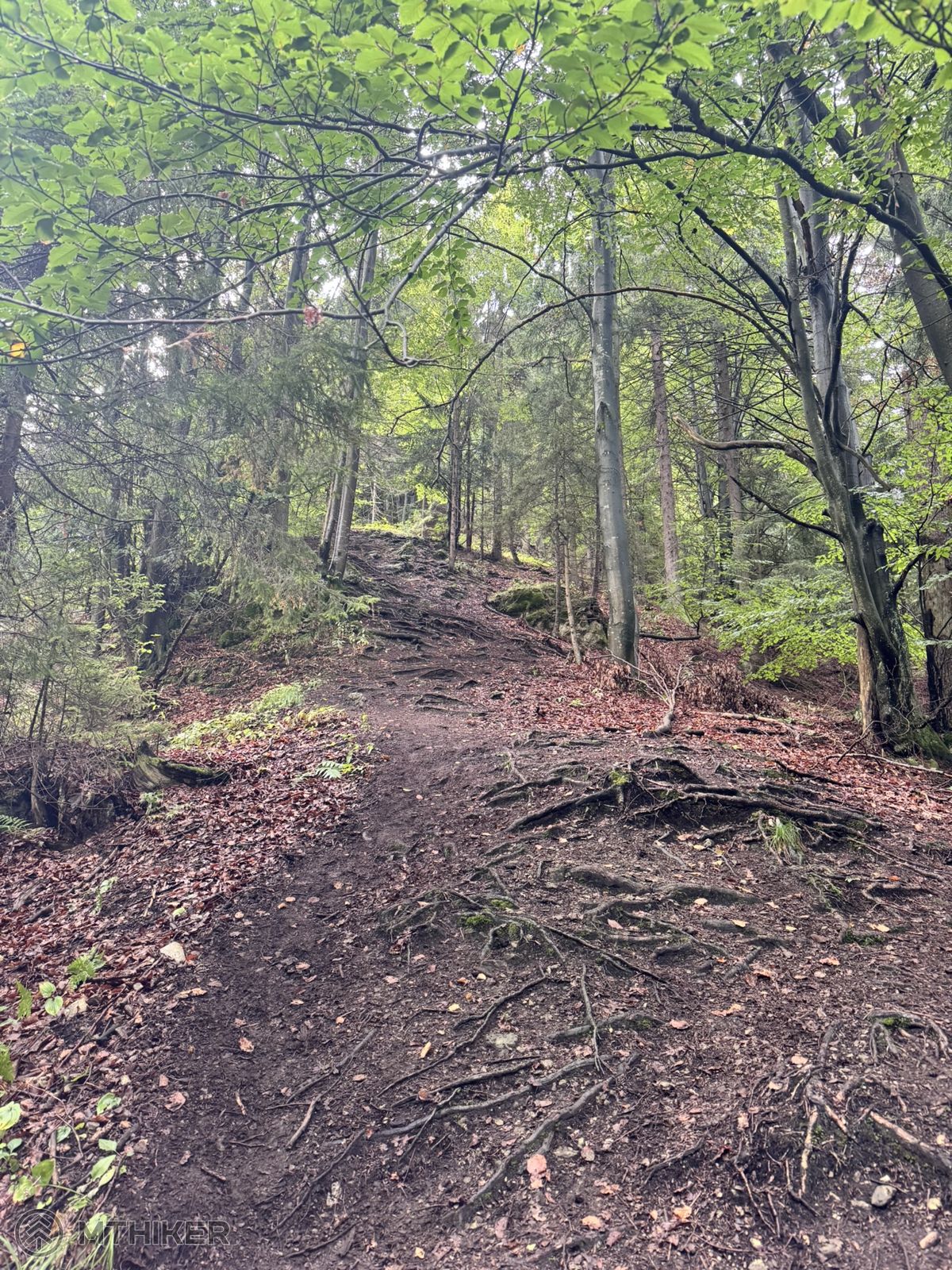 Keď je stúpanie prudké aj na fotke, ideš na Drapáč Beh do Choča 2025