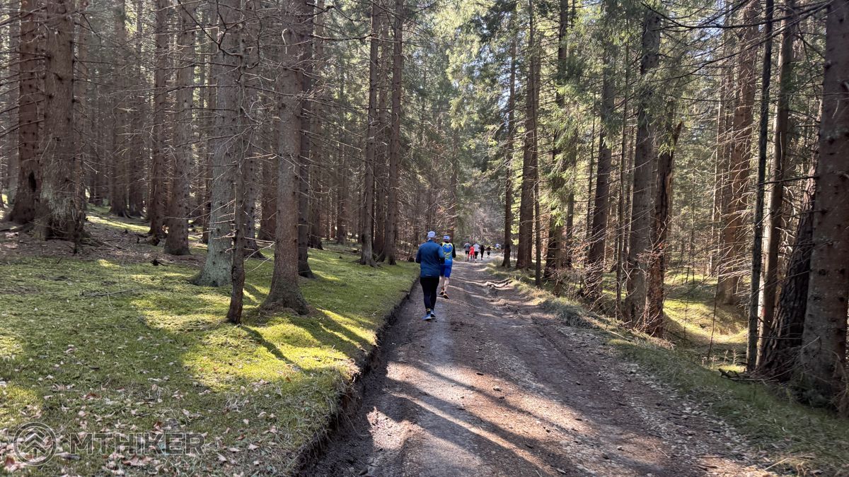 Lesná cesta k Borošovcu Rajecký Borošovec 2025, lesná cesta k Borošovcu