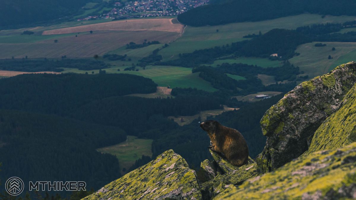 Svišť nám zapózoval sezónna uzávera, uzávera, zimná uzávera, nízke tatry, svišť