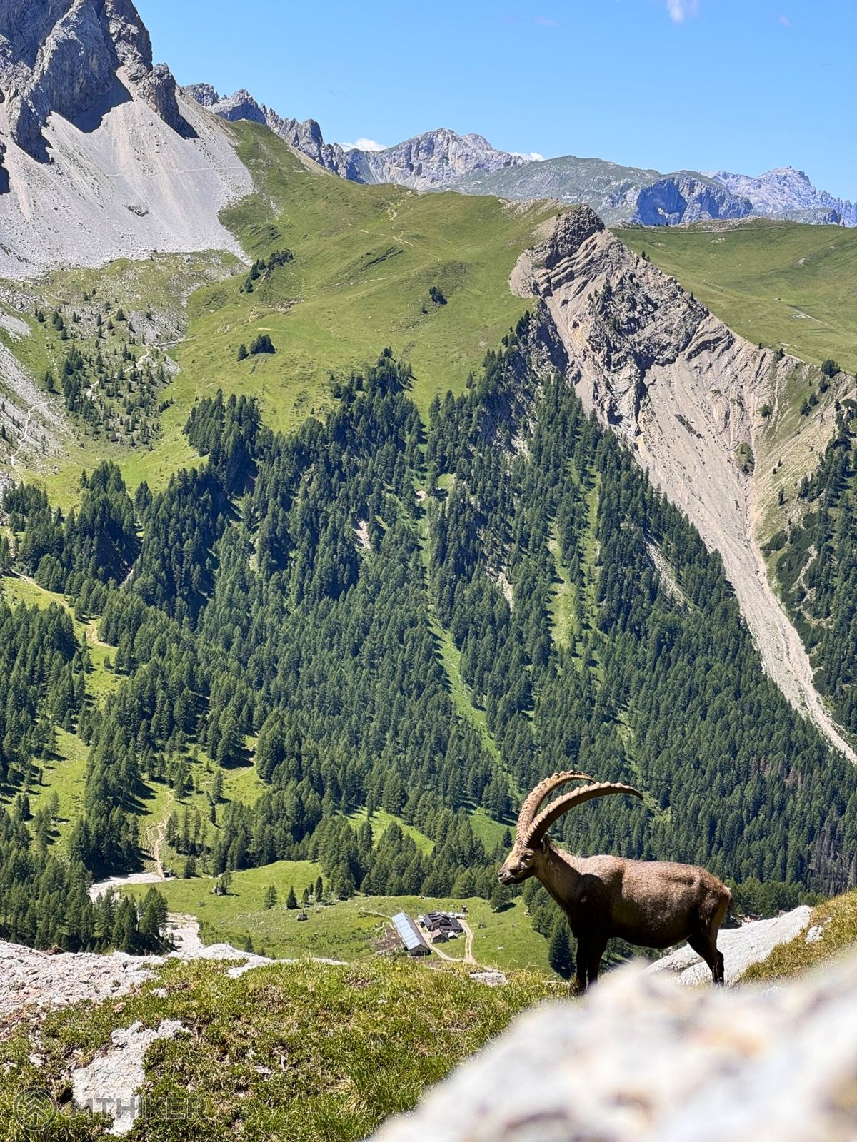Alpský kozorožec pasúci sa na pastvinách v údolí Val Rosalia Alpský kamzík