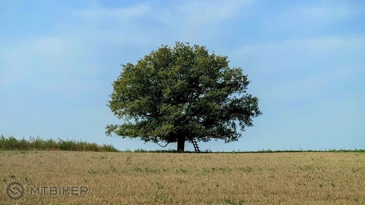 Osamotená singularita nad Janovou Vsou Osamotený strom nad Janovou Vsou